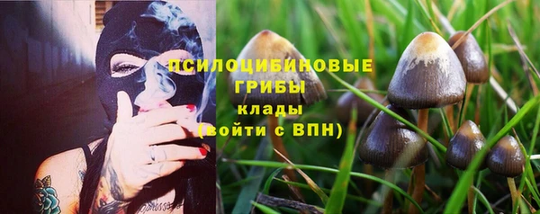 сатива Каменка